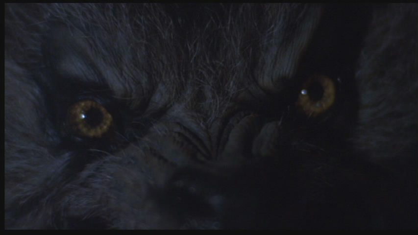 The last thing Jack ever saw. And there's a lot of teeth below those yellow eyes.