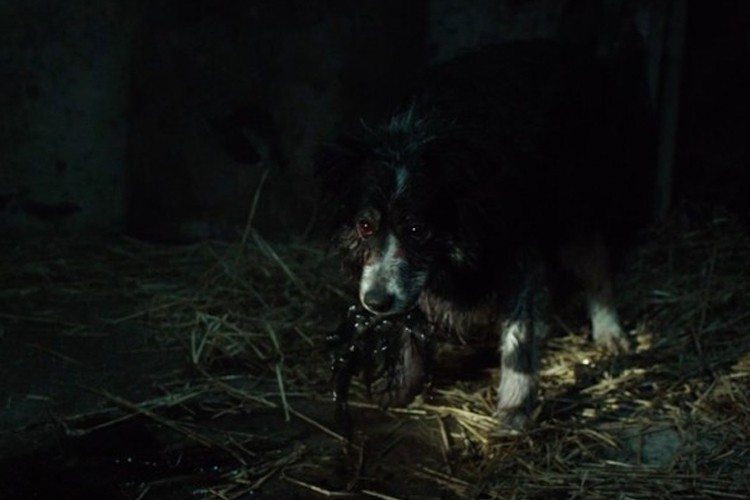 This is why you need to seriously monitor your pet's diet. The family dog is gonna have some real digestive issues after eating this black moss. 