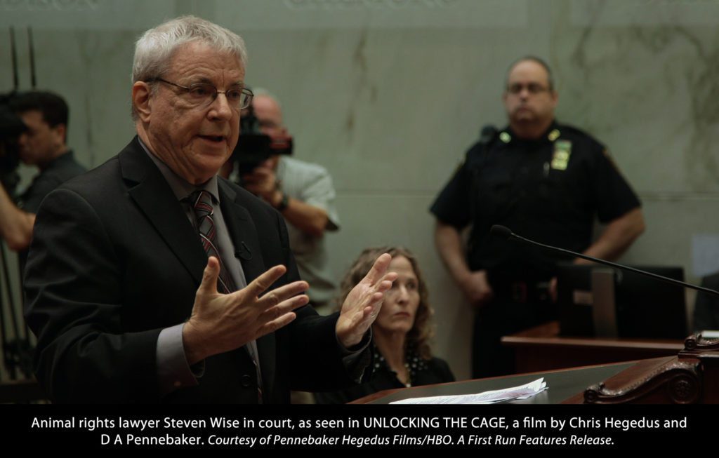 cagesteve_court
