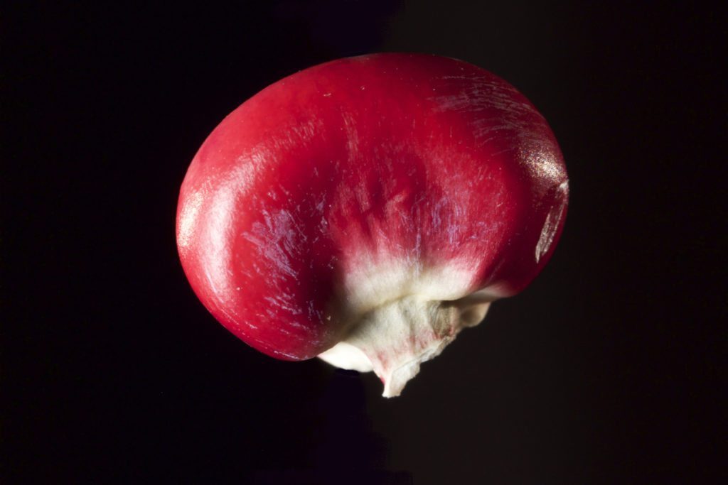 seed_still_5