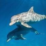 Real-Life Adventures: 1on1 with Keith Scholey and Roy Conli (DOLPHIN REEF)
