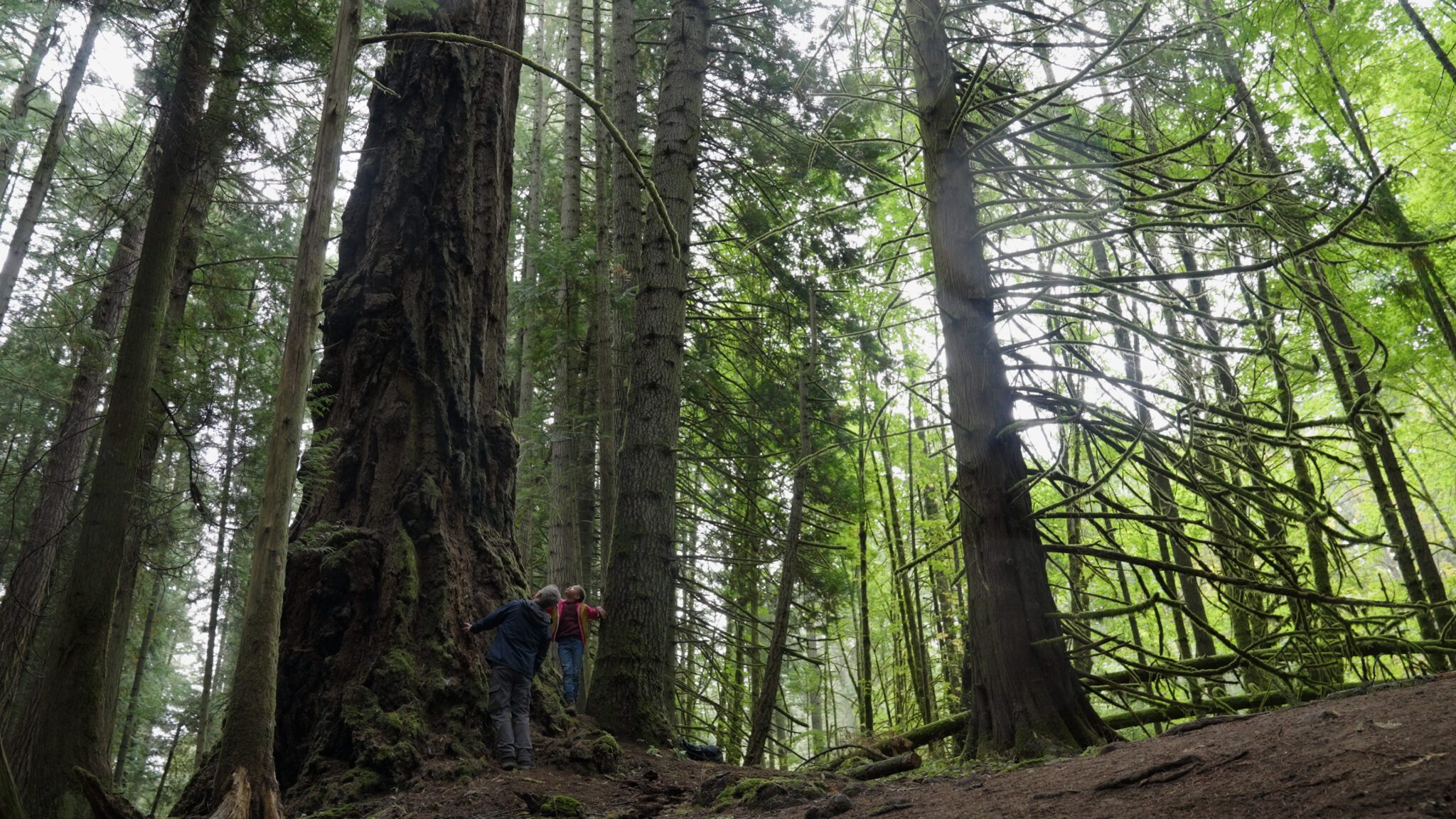 Secrets of the Forest: Unraveling Nature’s Mysteries