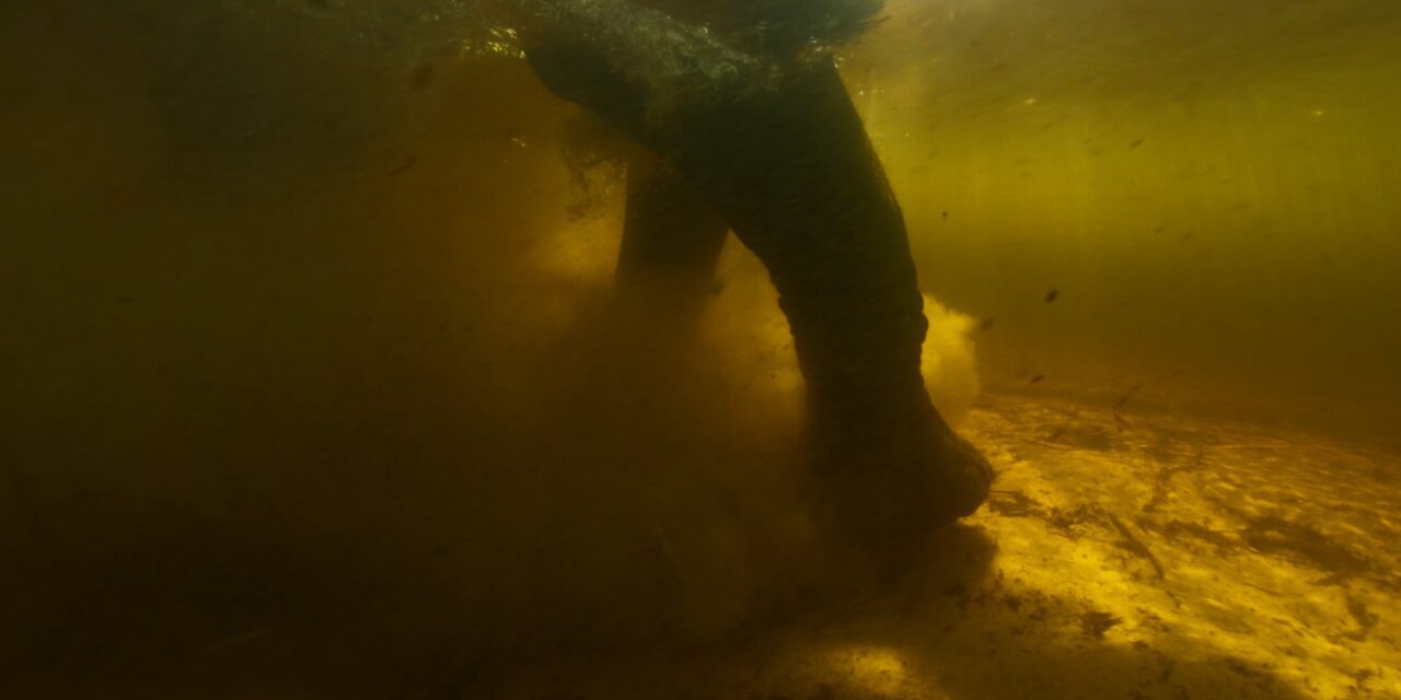 Ghost Elephants – Werner Herzog leads us to wonder