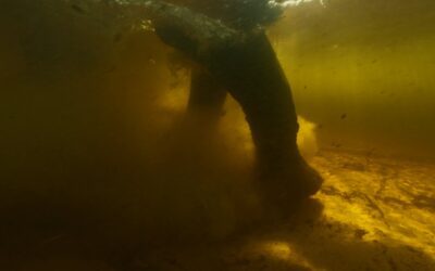 Ghost Elephants – Werner Herzog leads us to wonder