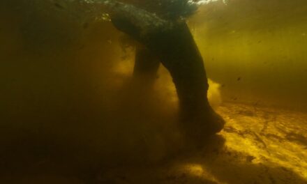 Ghost Elephants – Werner Herzog leads us to wonder