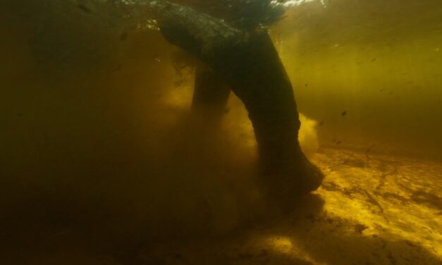 Ghost Elephants – Werner Herzog leads us to wonder