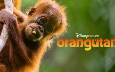 Orangutan: Disneynature finds family amongst the treetops