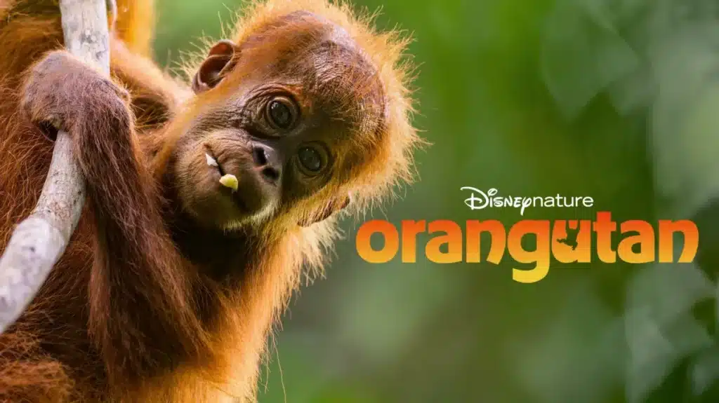 Orangutan: Disneynature finds family amongst the treetops