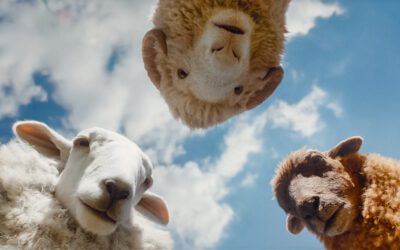 The Sheep Detectives: Don’t be sheepish. This farm is wonderful.